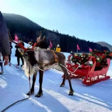 Christmas sleigh deer pulled car scenic family ski sleigh